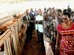 Tayebwa to Naro: Forget GMO law, focus on organic seeds, animal breeds