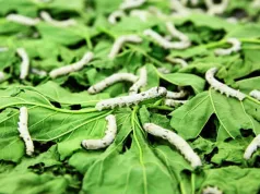 Parliamentarians puzzled by non functionality of Sheema Sericulture production factory