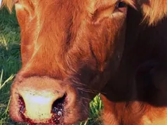 Kasese farmers, veterinary authorities puzzled with increasing cattle diseases