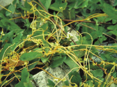 Strange weed invades Kagadi, Farmers guided on control