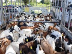 VP Alupo Empowers Katakwi Farmers with over 400 Hybrid goats in phase 2