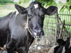 Mbarara City Woman MP Ritah Atukwase Bwahika launches FMD vaccination in the City
