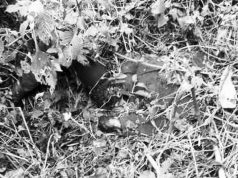 Police nets Kagame killers in Rukungiri