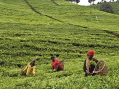 Tea farmers ask Gov’t to regulate Tea sector
