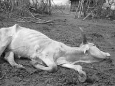 Drought kills over 70 cows in Kasese