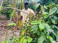 AI in Ugandan Coffee Fields: A Double-Edged Sword for Nyeibingo Village, By Morrison Rwakakamba