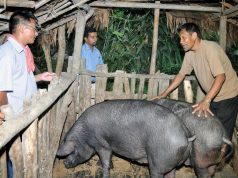 Researchers push for region-tailored vaccines to tackle African Swine Fever