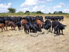 Africa’s farmers to benefit from global push for low-methane, resilient livestock