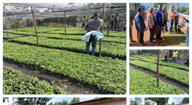 State House Local Content Unit Rolls Out Distribution of Robusta Elite Coffee Seedlings to Kigezi