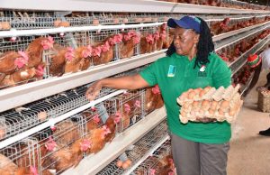 How dfcu Bank Is Financing the Growth of Dem Poultry Farm into a Regional Agribusiness