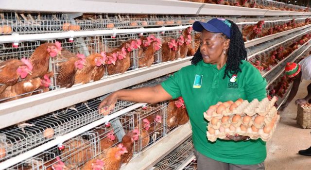 How dfcu Bank Is Financing the Growth of Dem Poultry Farm into a Regional Agribusiness