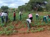 School farms boost food security in Kenya’s drylands